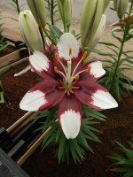 [5034 Tiny Padhye No01.JPG]